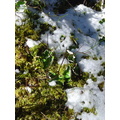 Lichen, Moss, and Snow